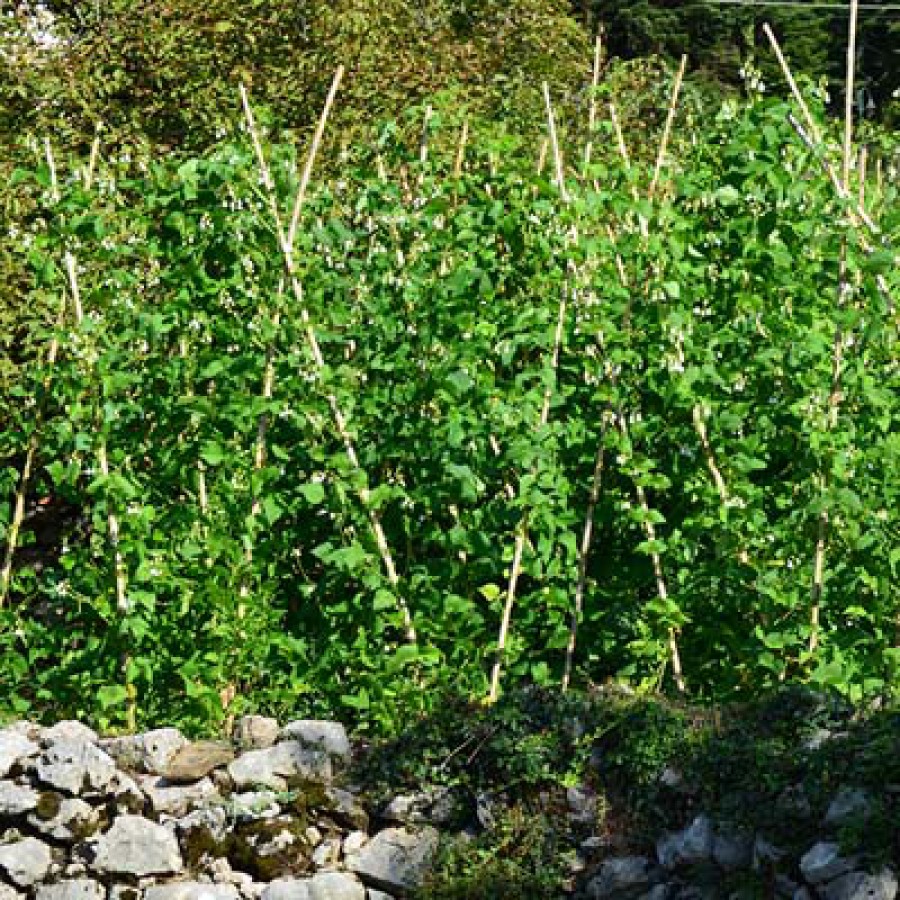 Ιστός καλάμι ελληνικό 3-3,5 x 300εκ.(συσκ. 10τεμ) SHOWOOD